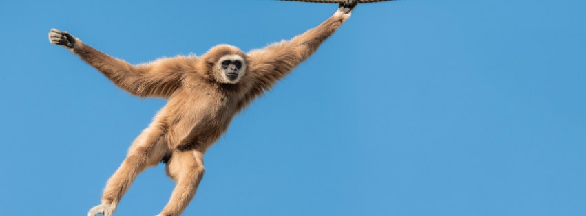 木の枝にぶら下がるテナガザル。青空を背景にしている