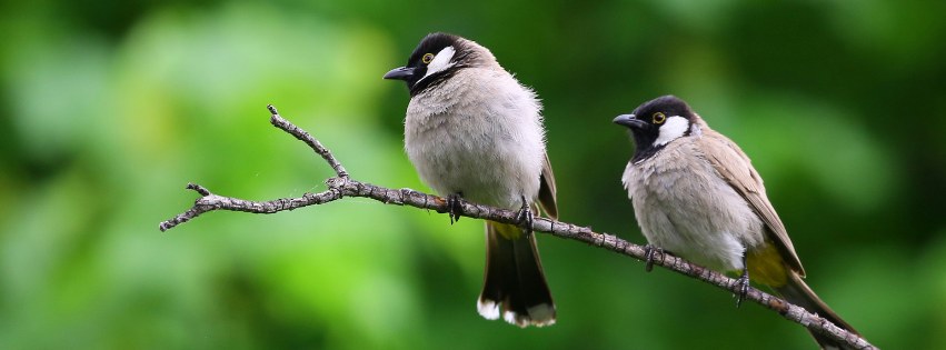 緑を背景に、木の枝にとまっている二羽の小鳥